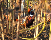 Adult Male Phesant in Pheasant Pen Cover