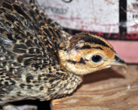 Young Chinese Ringneck Pheasant Chick
