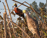 Male and Female Adult Pheasant in Pen
