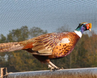 Perched Adult Pheasant in Pen