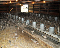 Pheasant brooder barn for 2 to 4 week old pheasant chicks