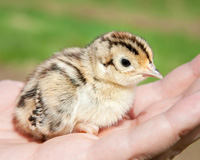 Hatched pheasant chick