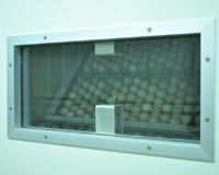 Eggs inside pheasant incubator
