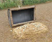 Pheasant Hut for Laying Eggs