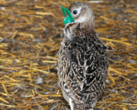 Four week old pheasant chick