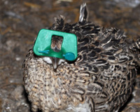 Five week old pheasant chick with blinder