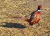 Male Pheasant Bird at Windy Ridge Pheasant Farm Pens