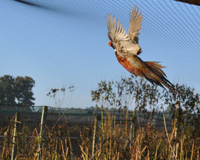 Adult Male Pheasant in Flight