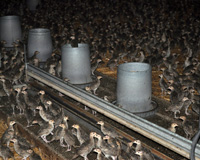 Pheasant brooder barn for newborn to 2 week old pheasant chicks