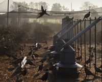 Adult Pheasant Pens